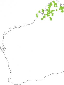 Distribution map for Northern Laughing Tree Frog