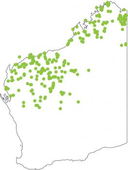 Distribution map for Little Red Tree Frog