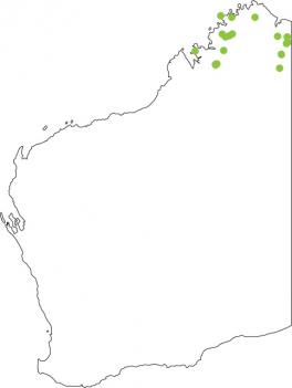 Distribution map for Splendid Tree Frog