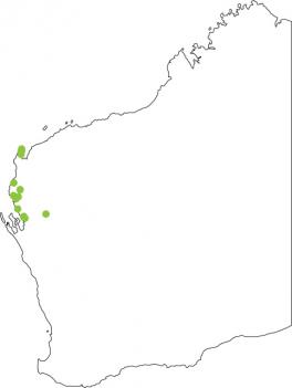 Distribution map for Tawny Trilling Frog