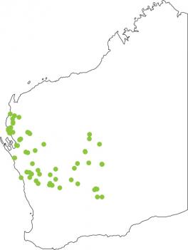 Distribution map for Plonking Frog
