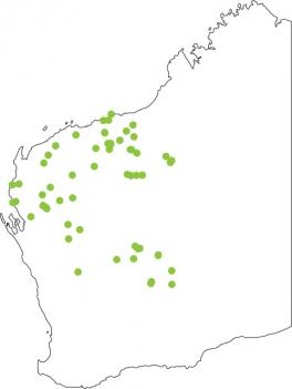 Distribution map for Centralian Burrowing Frog