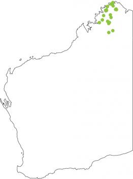 Distribution map for Fat Toadlet