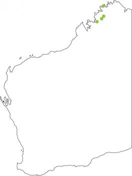 Distribution map for Kimberley Rockhole Frog