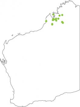 Distribution map for Derby Toadlet