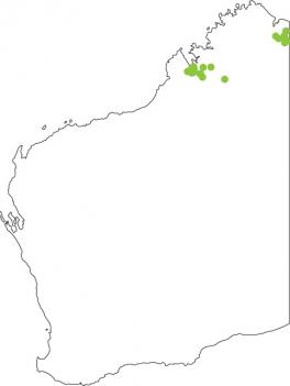 Distribution map for Hidden-ear Frog