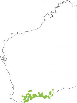 Distribution map for Spotted-thighed Frog