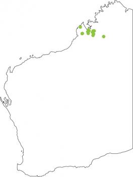 Distribution map for West Kimberley Toadlet