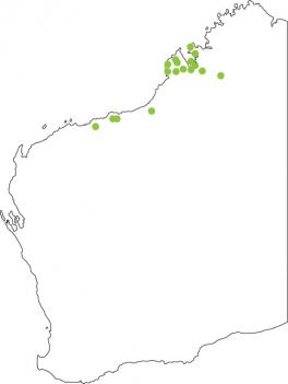 Distribution map for Mole Toadlet