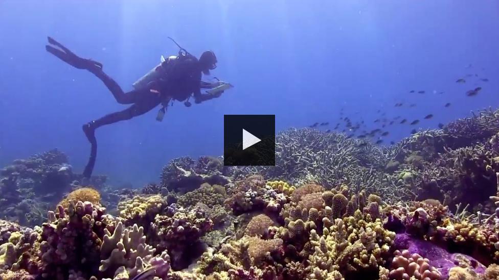 Scuba diver swimming above Kimberley reef