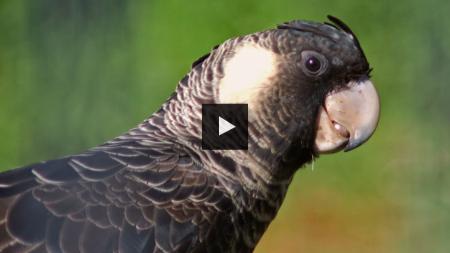 Close up of a Black Cockatoo