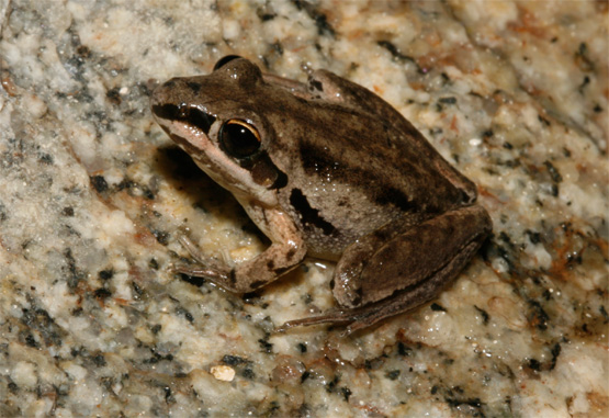 Kimberley Rocket Frog