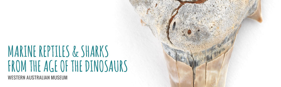 Marine reptiles and sharks from the age of the dinosaurs