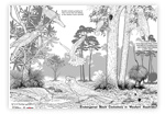 Three Cockatoo species artwork