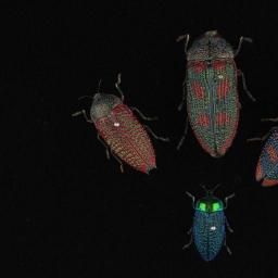 Jewel beetles from the genus Stigmodera | Western Australian Museum
