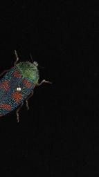 Jewel beetles from the genus Stigmodera | Western Australian Museum