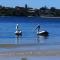 Kids talk to the Pelicans all the time dad